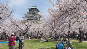 大阪城公園三千櫻滿開 度假賞櫻遊客如潮