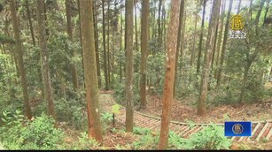 藤枝森林遊樂區21日起免預約 每日限800人