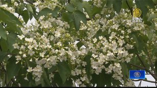 桃園桐花祭開跑 邀民眾賞桐花遊客庄