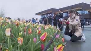 荷蘭鬱金香盛開 夢幻花海壯觀驚艷