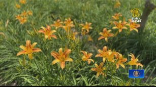 虎山巖金針花連假迎客 開放炸金針花供嘗鮮