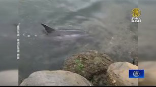 嬌客造訪！ 屏東大鵬灣海豚現蹤 民眾驚呼連連