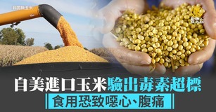自美進口玉米驗出毒素超標 食用恐致噁心、腹痛