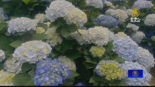 台灣北部繡球花盛開 賞花正是時候