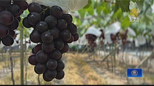 葡萄成熟時節 彰化縣府辦觀光季助果農行銷