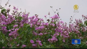 悠遊慢活東港溪秘境 大花紫薇浪漫綻放迎賓