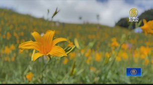 彰化金針花紅到國外 參山處運用直播分享美景