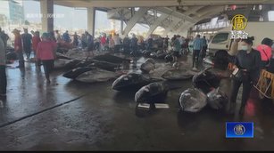 東港黑鮪魚爆量 單日捕獲438尾創近10年新高