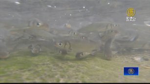 宜蘭龍潭湖圓吻固魚 今年首批逆流產卵