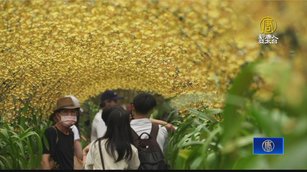 宜蘭賞花秘境 文心蘭「黃金花海隧道」
