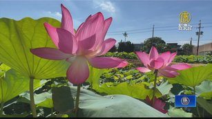 2023桃園蓮花季7月登場 結合多元農事體驗