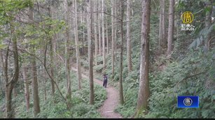 南台灣避暑勝地 藤枝森林遊樂區聽森濤賞景