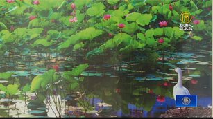 機械公司董座攝影展  用鏡頭捕捉荷花的一生