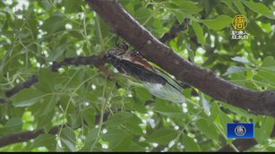 武陵農場夏日限定 達人引領夜觀「天蟬變」