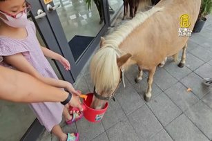 太熱了！迷你馬愛吹冷氣 猩猩頭蓋毛巾消暑
