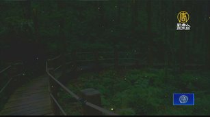 雷陣雨後有驚喜！ 南投紋胸黑翅螢數量達高峰