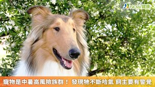新北市政府動保處毛寶貝醫療中心獸醫師陳縈語表示，犬貓因汗腺不發達，無法排汗散熱，多靠舌頭、唾液散熱，熱傷害風險更高。（圖／NOW健康製作；圖片來源／ingimage）