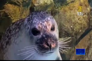 屏東海灘海豹現蹤 海生館：我們的沒離家出走