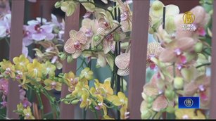 紐約皇后區植物園「台灣蘭花世界」 930盆蘭花薈萃展
