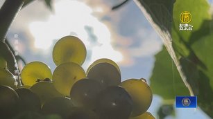 德國詩人歌德至愛 德國秋季限定葡萄酒「羽毛白」