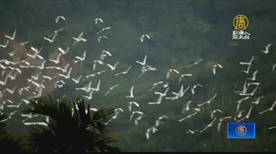 秋季限定「鷺舞太興」 空中變換隊形超壯觀