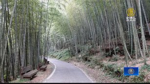 嘉義「台版小京都」走訪瑞里綠色隧道竹林小徑