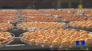 連續假期賞柿季節限定 九降風柿餅季開跑