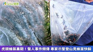 近期為虎頭蜂活動高峰期，新北市山區頻傳蜂螫事件，新北市動保處表示，捕蜂是1項具有高風險性質的工作，為確保安全，民眾勿嘗試自行移除蜂巢。（圖／新北市動保處提供）