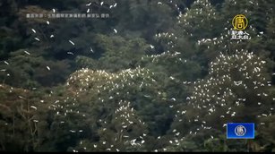 中颱「小犬」來襲 逾萬隻黃頭鷺過境避颱