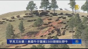 罕見又壯觀！美國牛仔圍捕1500頭碩壯野牛