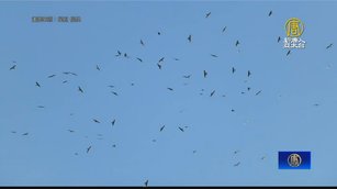 小犬颱風後放晴後奇觀 國慶鳥、冬候鳥報到