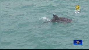 海豚現蹤高雄港！疑是糙齒海豚 為「覓食」迷路