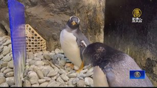 海生館企鵝和海鸚鵡熱門 國內外遊客喜到訪