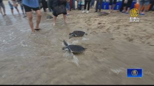 澎湖野放保育類海龜 小朋友歡送小龜返大海