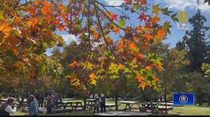 武陵農場楓葉逐步換妝「限定秋色」驚豔遊客