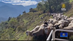 清境農場「綿羊」大塞車 原來在等龜速羊夥伴