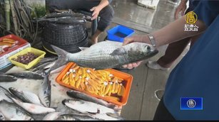 烏金來了！捕獲1200尾烏魚 彰化漁民年終進帳