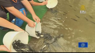 石門水庫魚苗放流活動 估帶來數千萬元產值