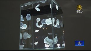 半透明樹脂成水母 海科館「浮游體」仿生作品展