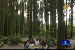 來一場阿里山茶旅行！嘉義縣推「茶香步道」