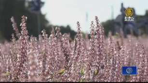 桃園仙草嘉年華25日開幕 粉紫色花海浪漫來襲