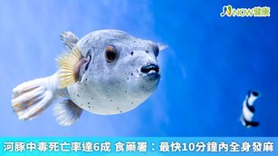河豚毒素屬於神經毒素，主要存在於河豚的卵巢、肝臟、腸道、皮膚，甚至是肌肉組織中，毒性約為氰化鈉1000倍以上，食用後嚴重可能致死。（圖／NOW健康製作；圖片來源／ingimage）