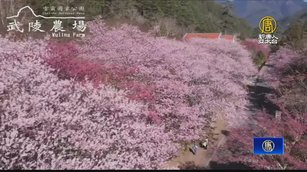 粉紅花海來襲！武陵農場櫻花季 宛如置身日本