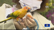 鸚鵡受驚飛離家！警拿橘子誘捕後「順利落網」