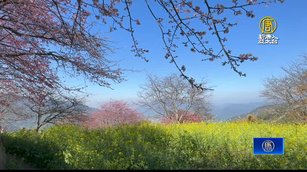 南投水里賞櫻開跑 山上櫻花已開六、七成