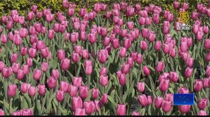 花開了！后里30萬株鬱金香、南投茶園櫻花隧道