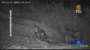 4草鴞寶寶現蹤 林業署首創「圍網護巢」保護草鴞