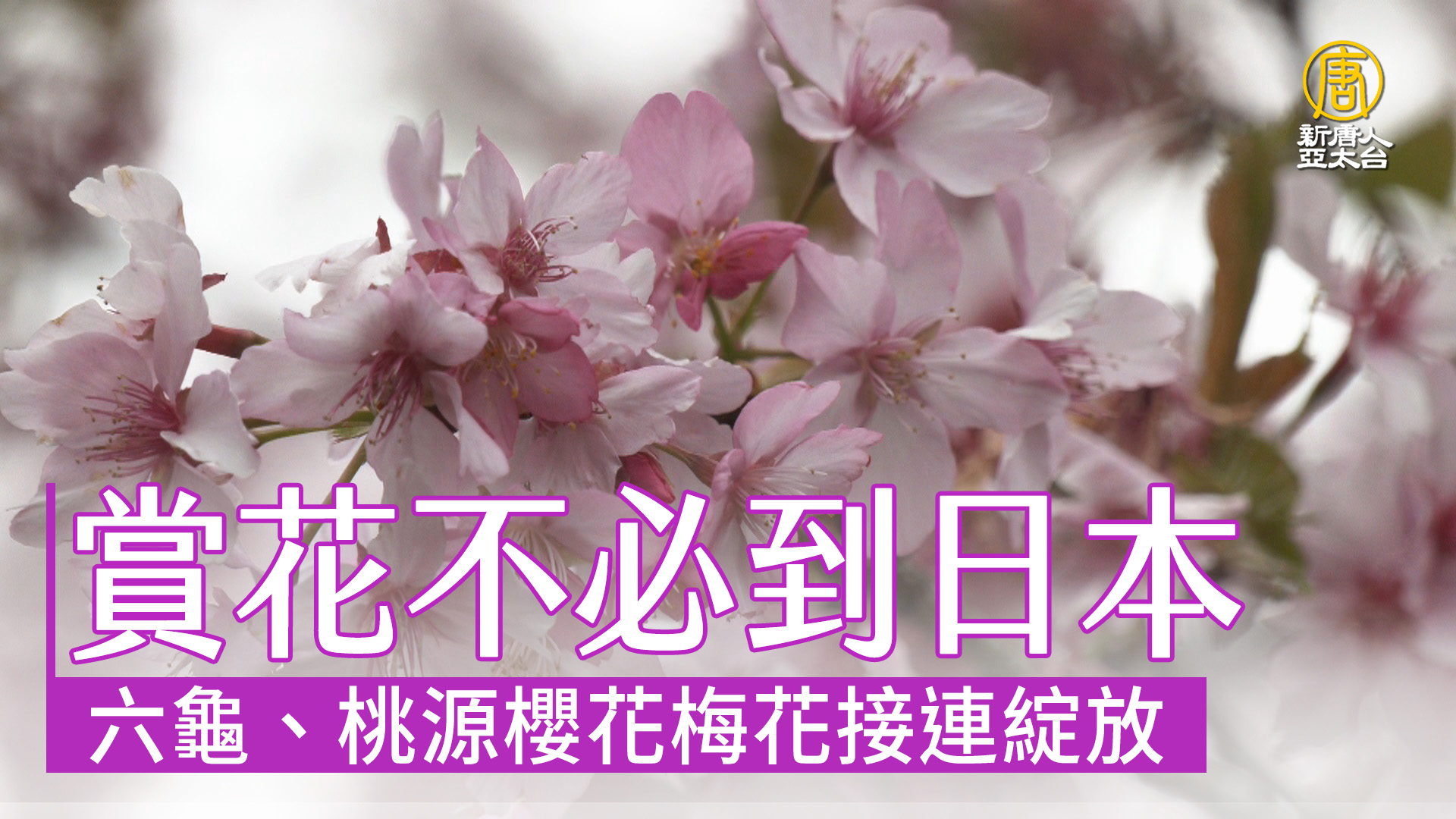 六龜、桃源櫻花梅花接連綻放 賞花不必到日本