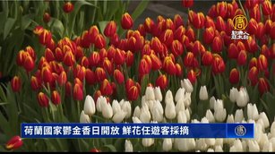荷蘭國家鬱金香日開放 鮮花任遊客採摘