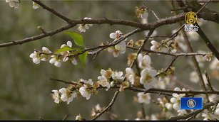 季節限定浪漫「梅」景 嘉義梅山公園梅花綻放